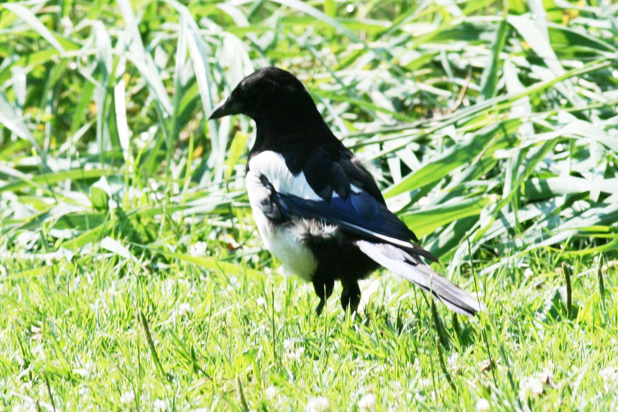 Image of magpie