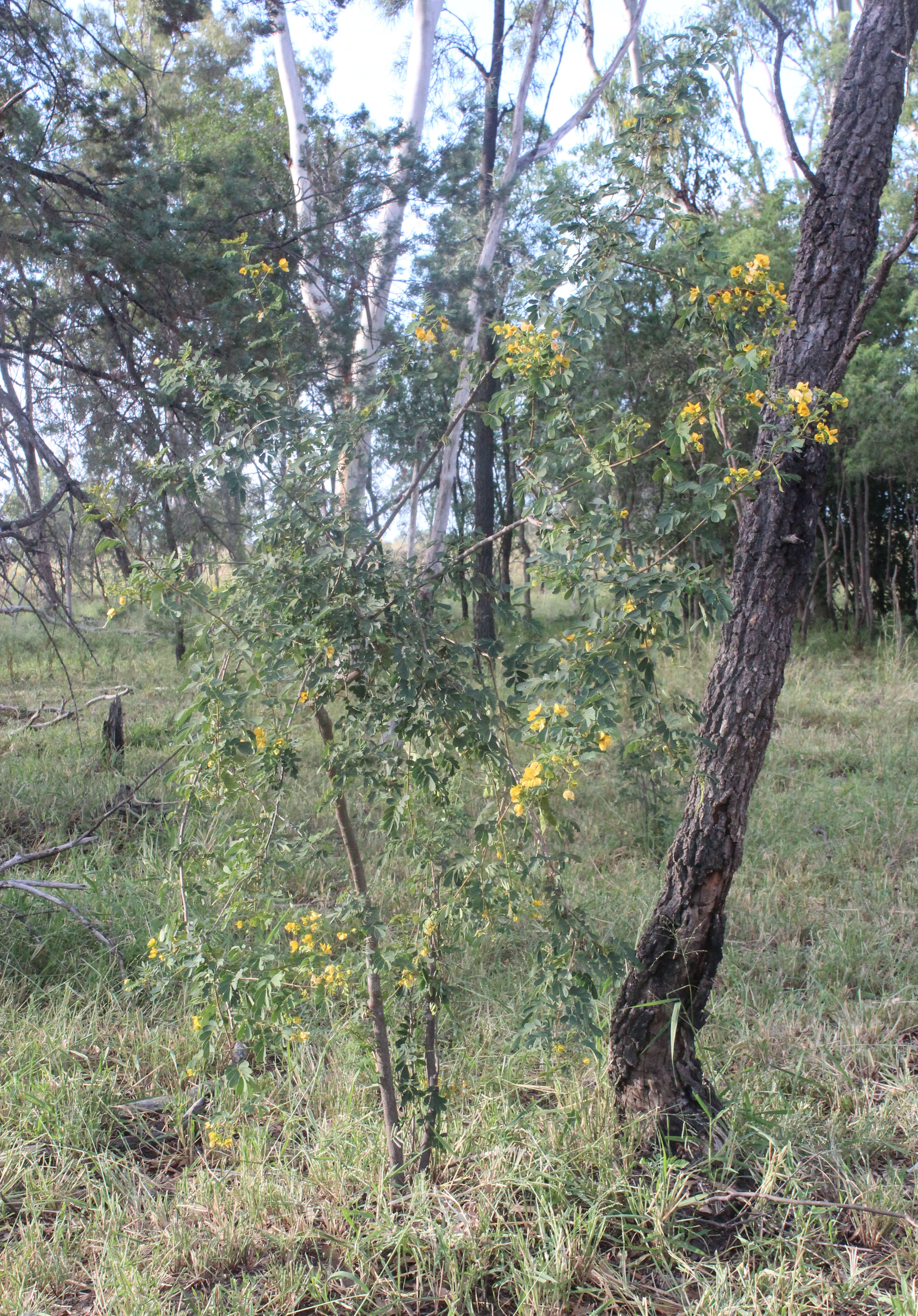 Слика од Senna gaudichaudii (Hook. & Arn.) H. S. Irwin & Barneby