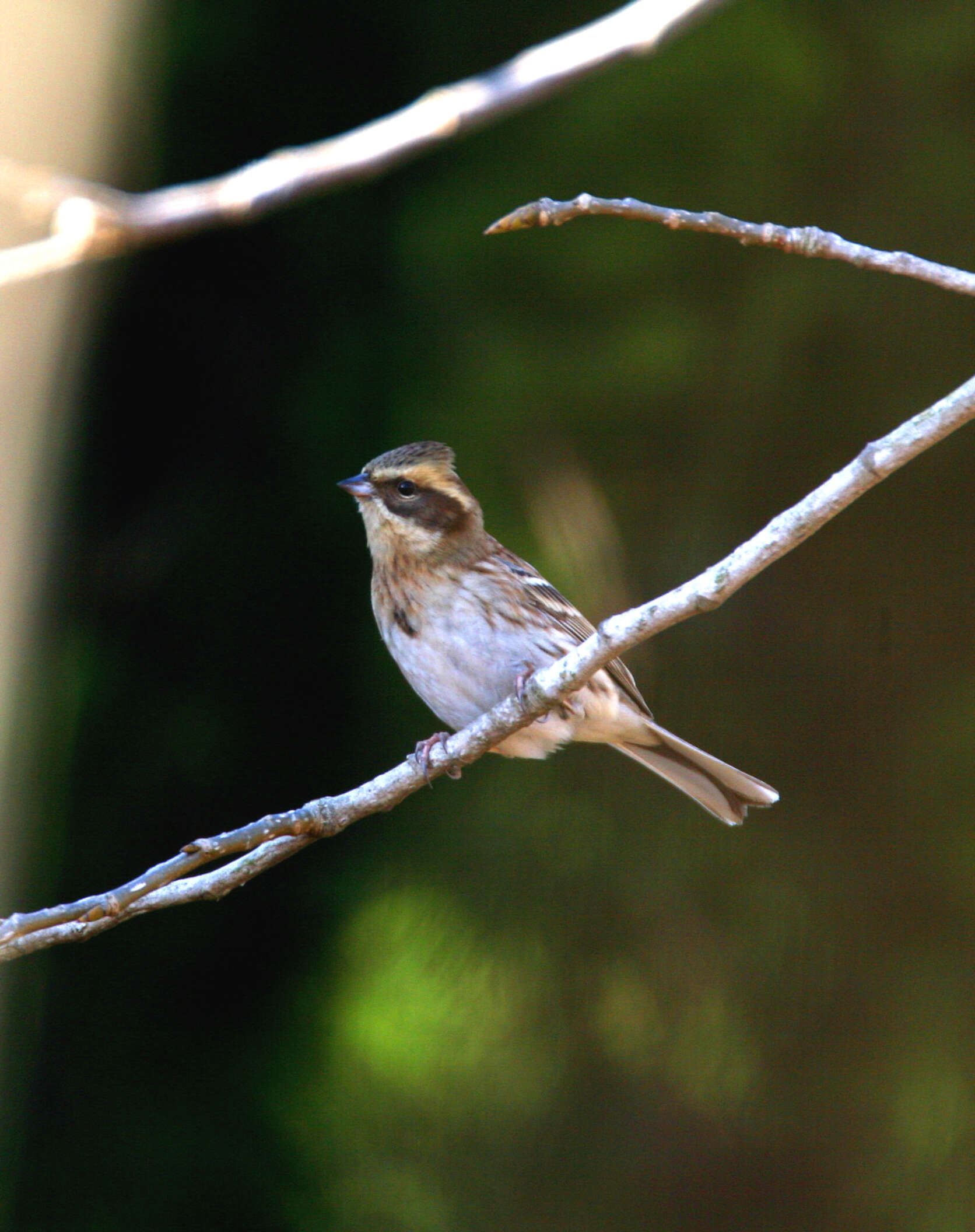 Image of Emberiza Linnaeus 1758