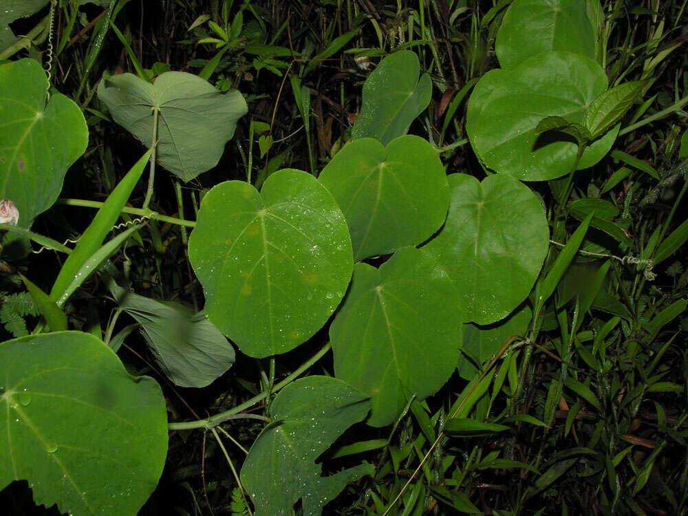 Sivun Passiflora seemannii Griseb. kuva