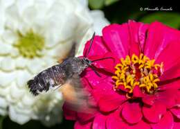 Слика од Macroglossum Scopoli 1777