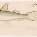 Image of Bloch&#39;s catfish