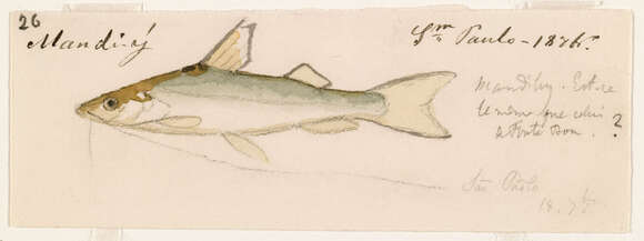 Image of Bloch&#39;s catfish