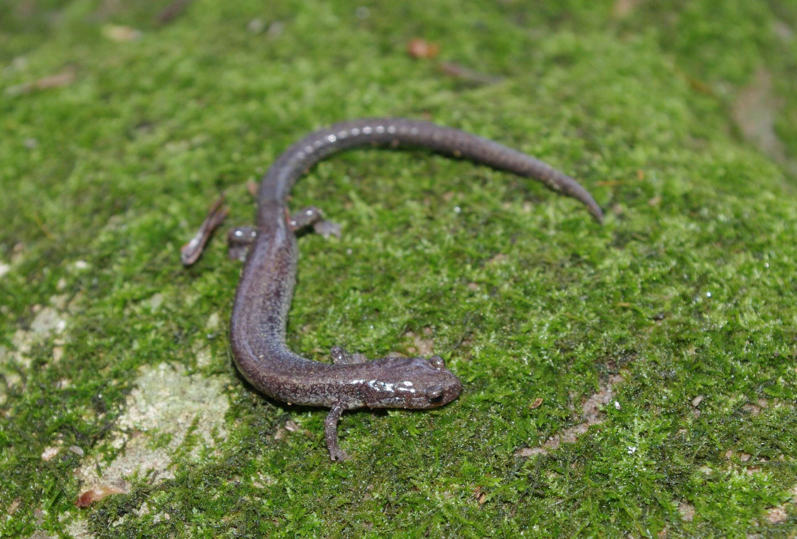 Image of Woodland salamander