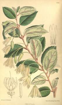 Image de Myrceugenia planipes (Hooker & Arn.) Berg