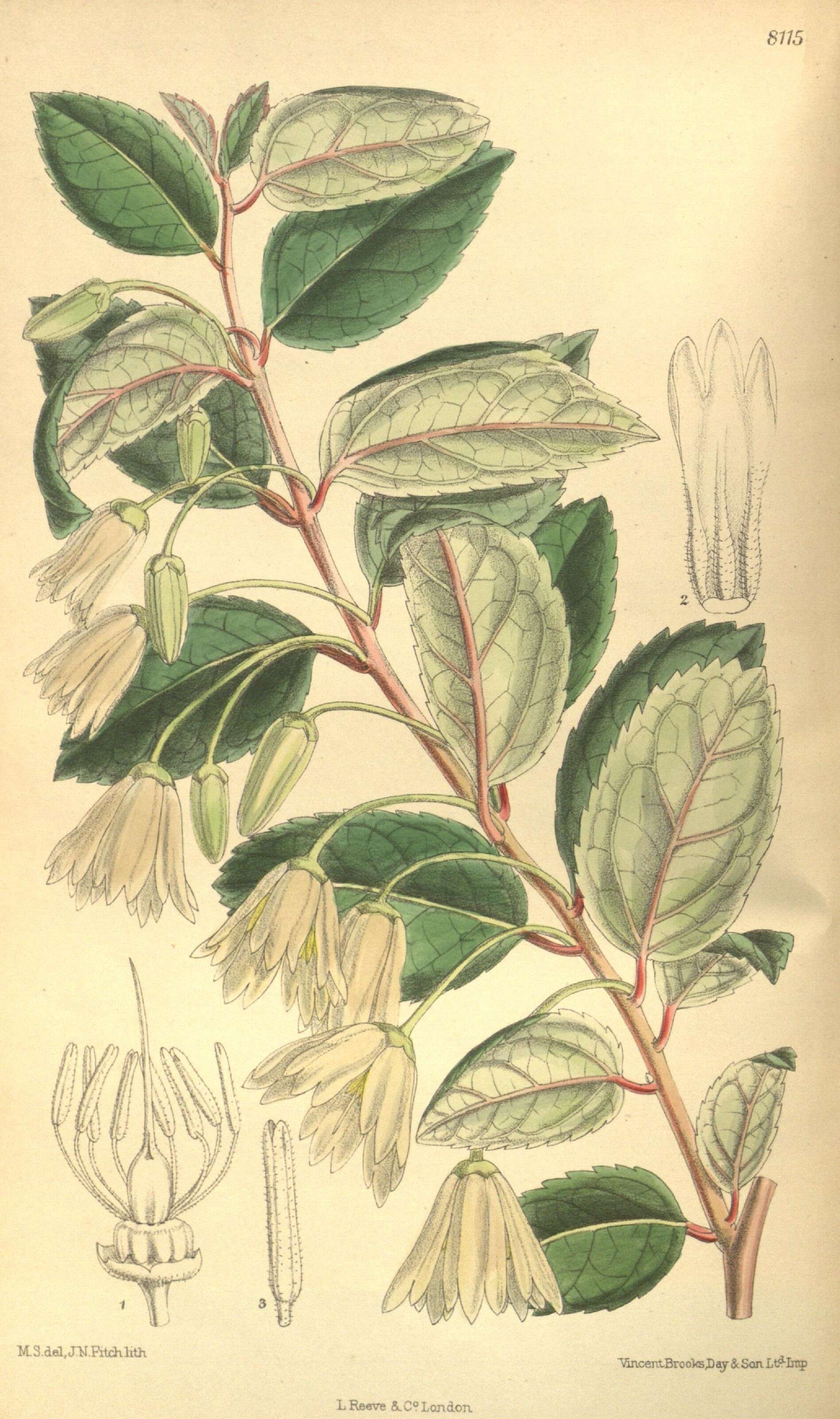 Imagem de Myrceugenia planipes (Hooker & Arn.) Berg