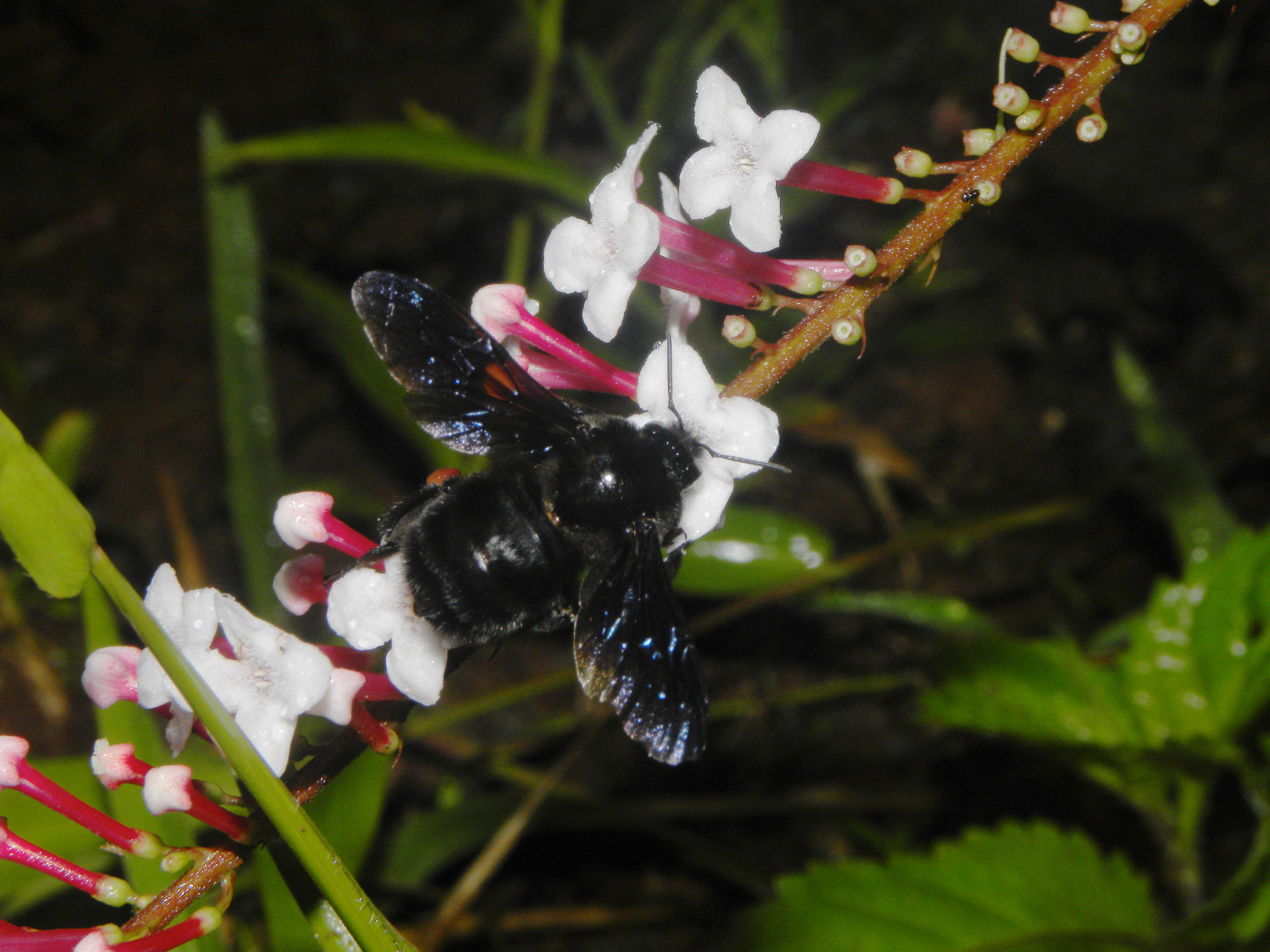 Imagem de Gonzalagunia brenesii Standl.