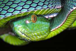 Image of Trimeresurus vogeli David, Vidal & Pauwels 2001