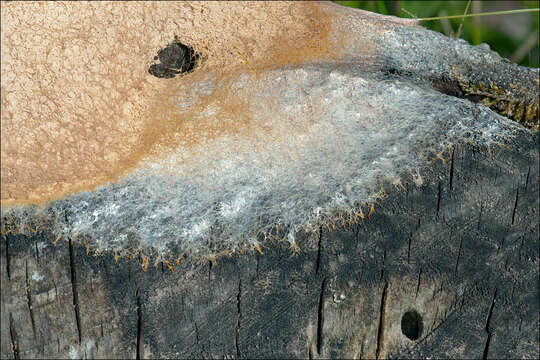 Image of Dog vomit slime mold