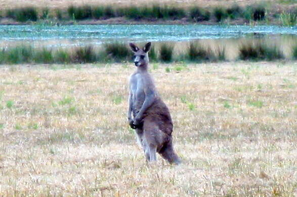 Image of kangaroo