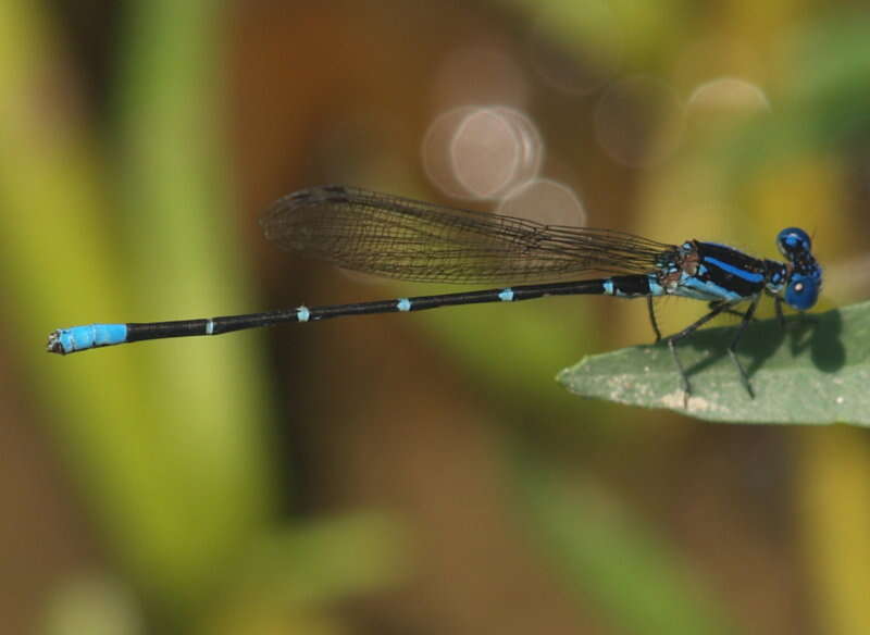 Image of Blue-ringed Dancer