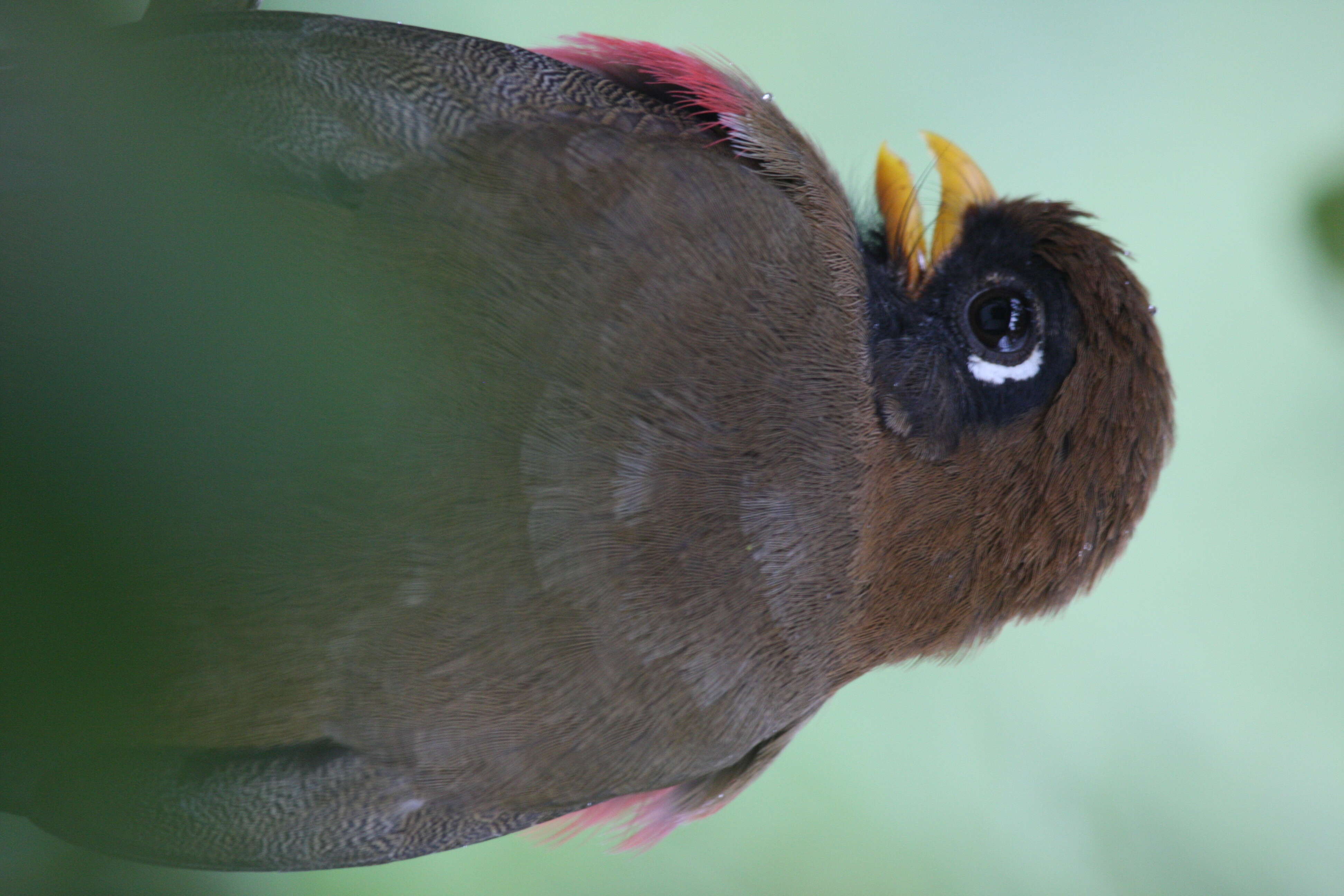 Image of Masked Trogon