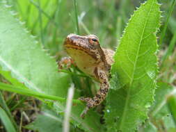 Pseudacris crucifer (Wied-Neuwied 1838) resmi