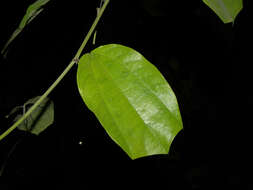 Image of Passiflora talamancensis Killip