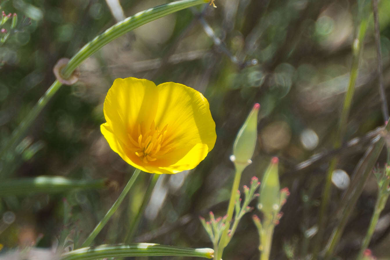 Image of tree poppy