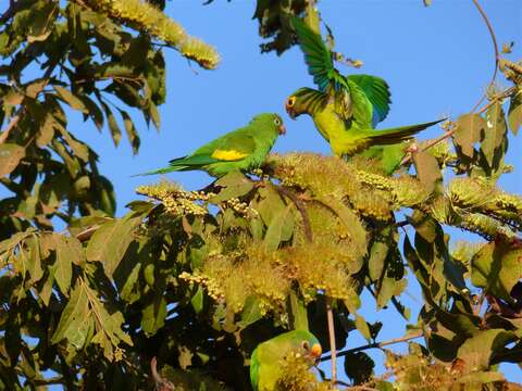 Image of Yellow-chevroned Parakeet