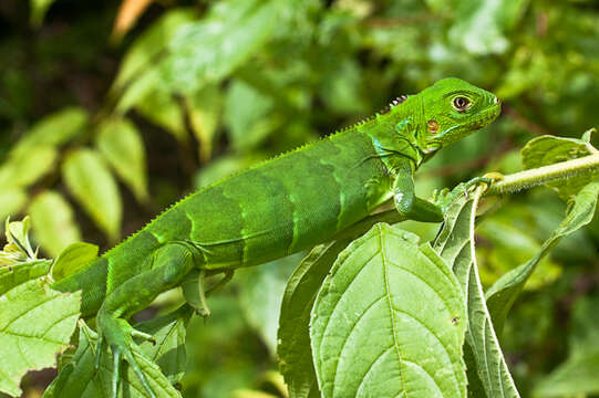 Image of Green Iguana