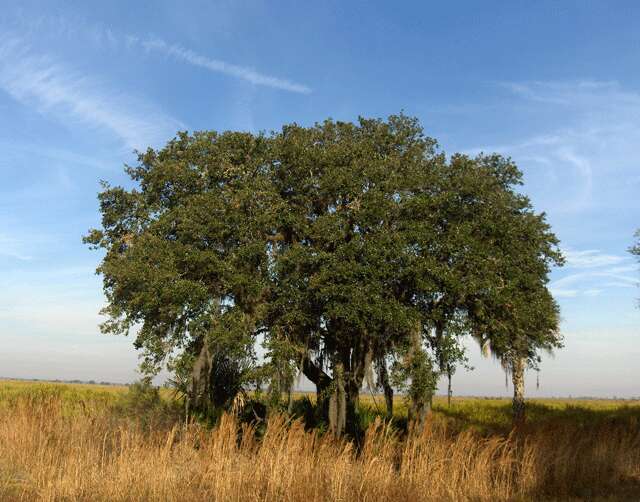 Image of Sand Live Oak