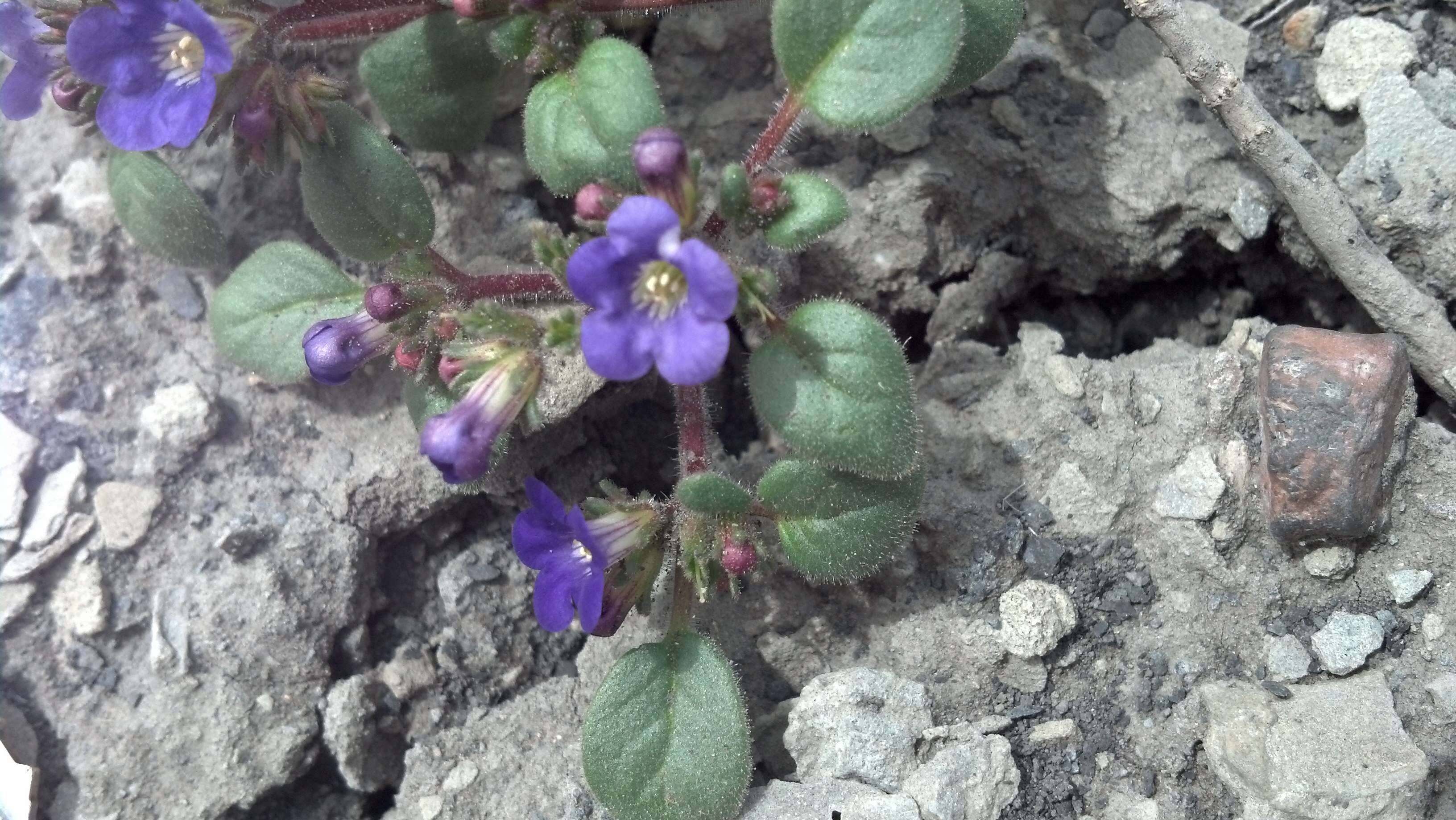 Phacelia demissa A. Gray的圖片