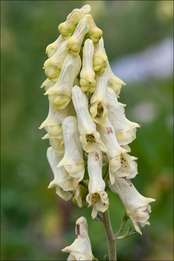 Image of Aconitum lycoctonum subsp. neapolitanum (Ten.) Nyman