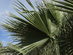 Image of fan palm