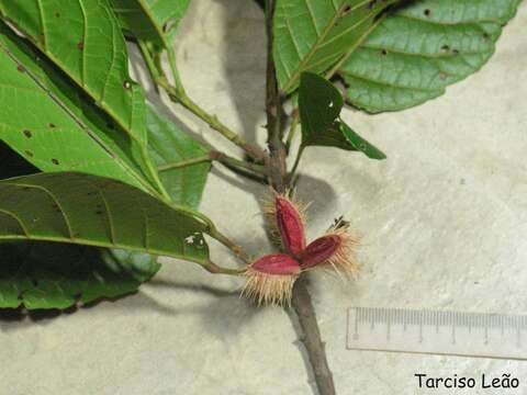 Image of Sloanea guianensis (Aublet) Benth.