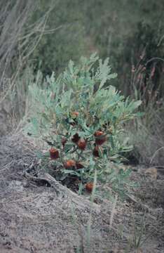 Image of Oak-leaved Banksia