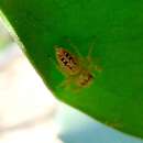 Image of Garden Jumping Spider