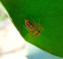 Image of Garden Jumping Spider