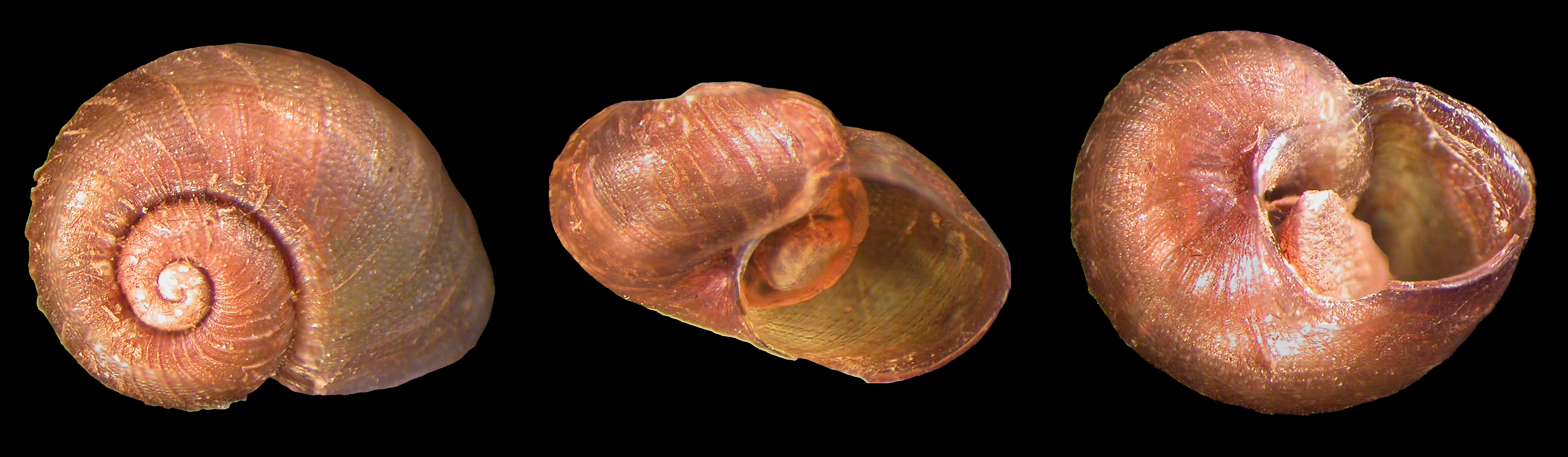 Image of Paryphantopsis Thiele 1928