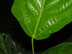 Image of Dendropanax sessiliflorus (Standl. & A. C. Sm.) A. C. Sm.