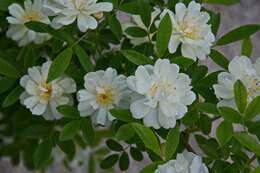 Image de Rosa banksiae lutea (Lindl.) Rehd.