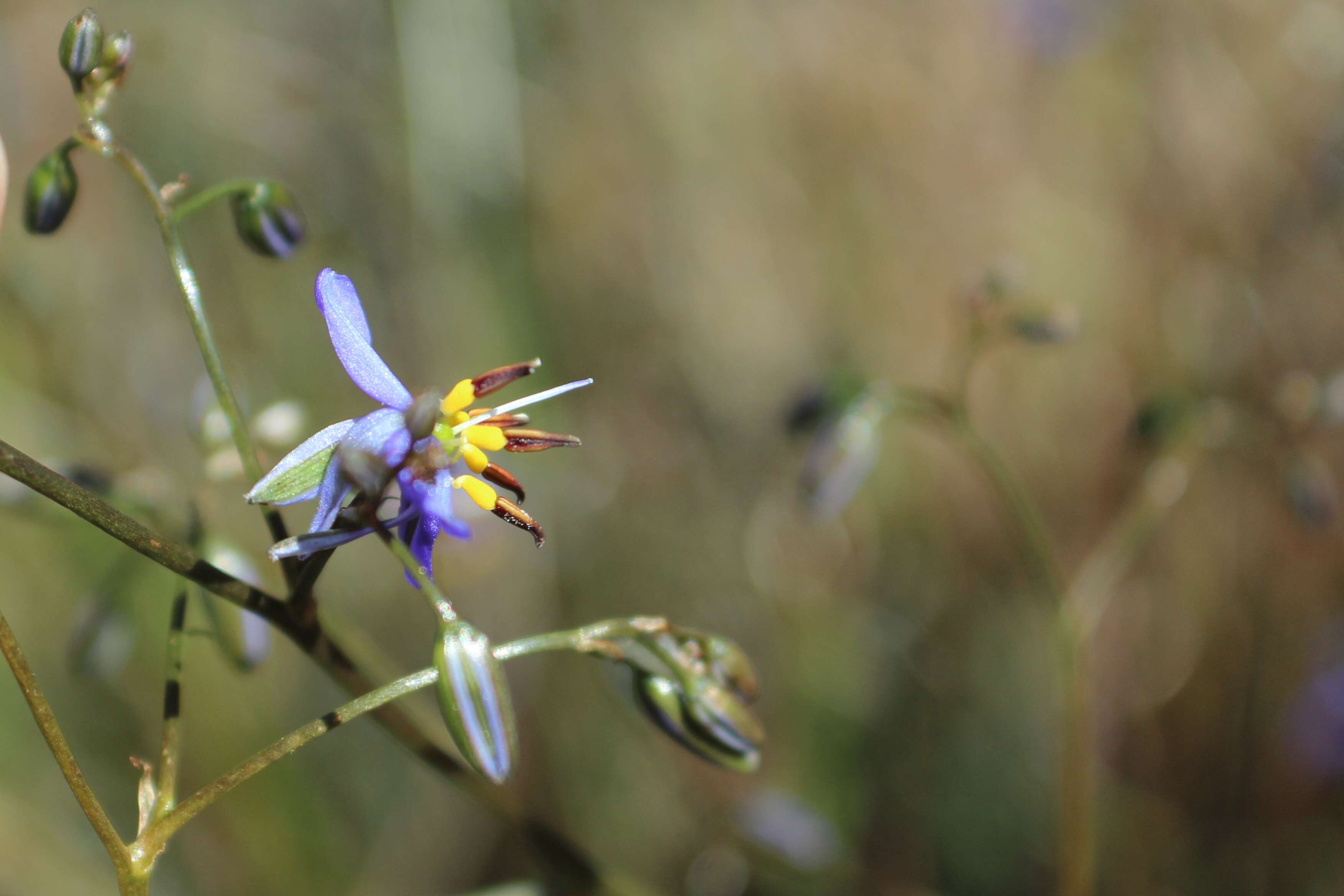 Image of Blueberry Flax Lily