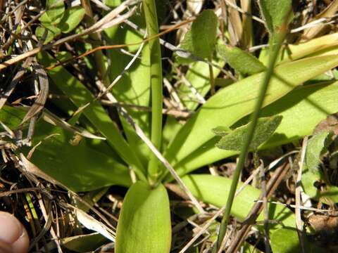 Image of yellow colicroot