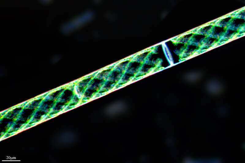 Image of Spirogyra