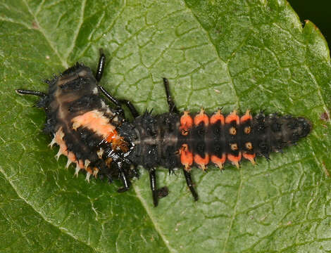 Image of Harlequin Ladybird