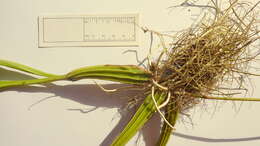 Image of Coryanthes speciosa Hook.