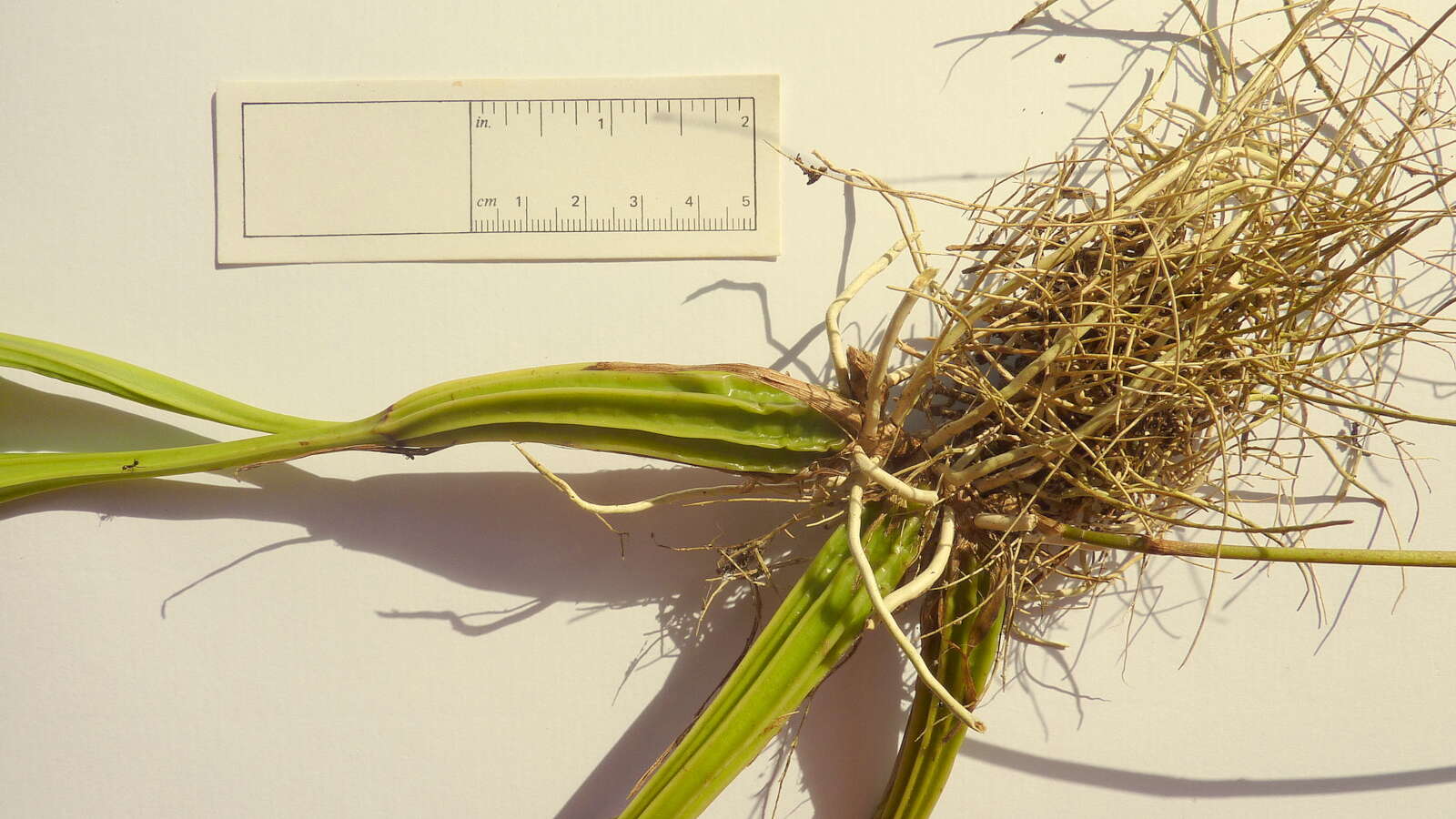 Image of Coryanthes speciosa Hook.
