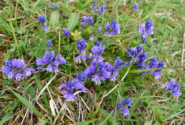 Image of Milkwort