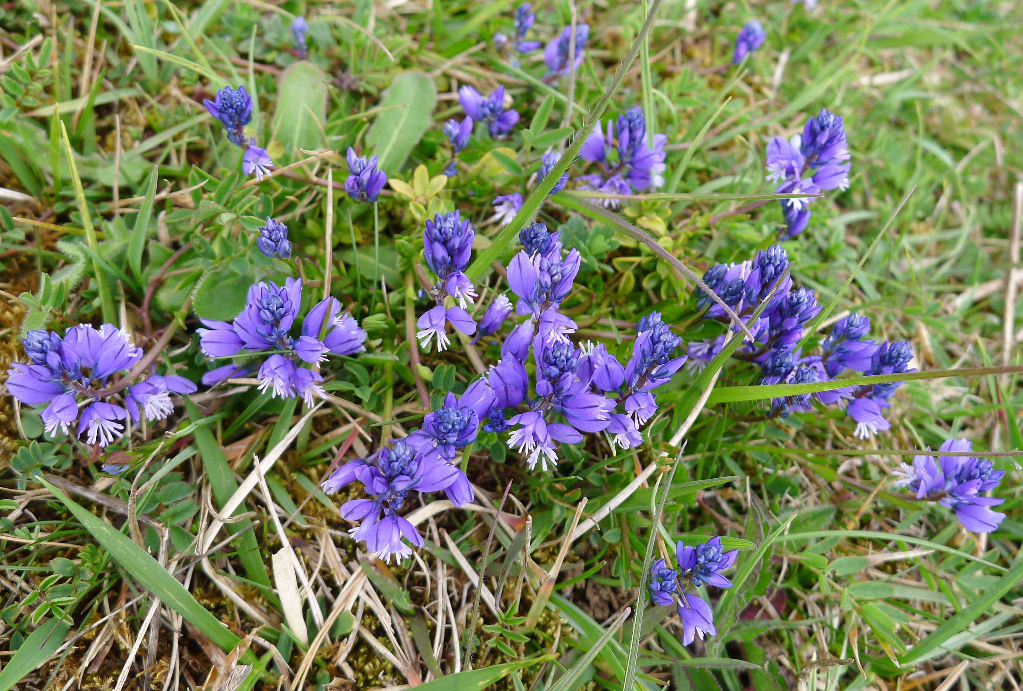 Image of Milkwort