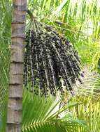 Image of Assai palm