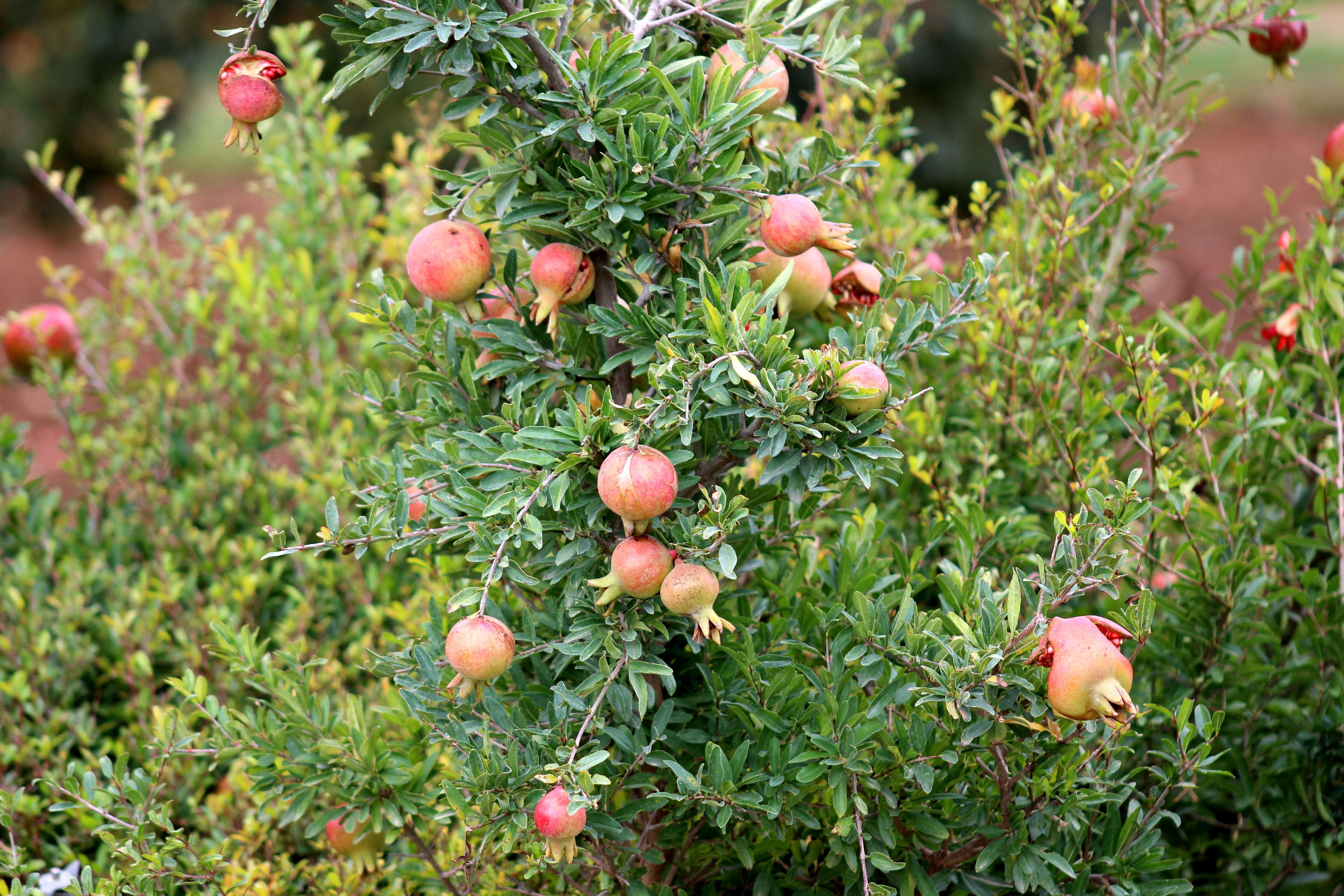 Image of Punica granatum