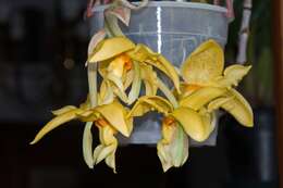 Image of Stanhopea orchid