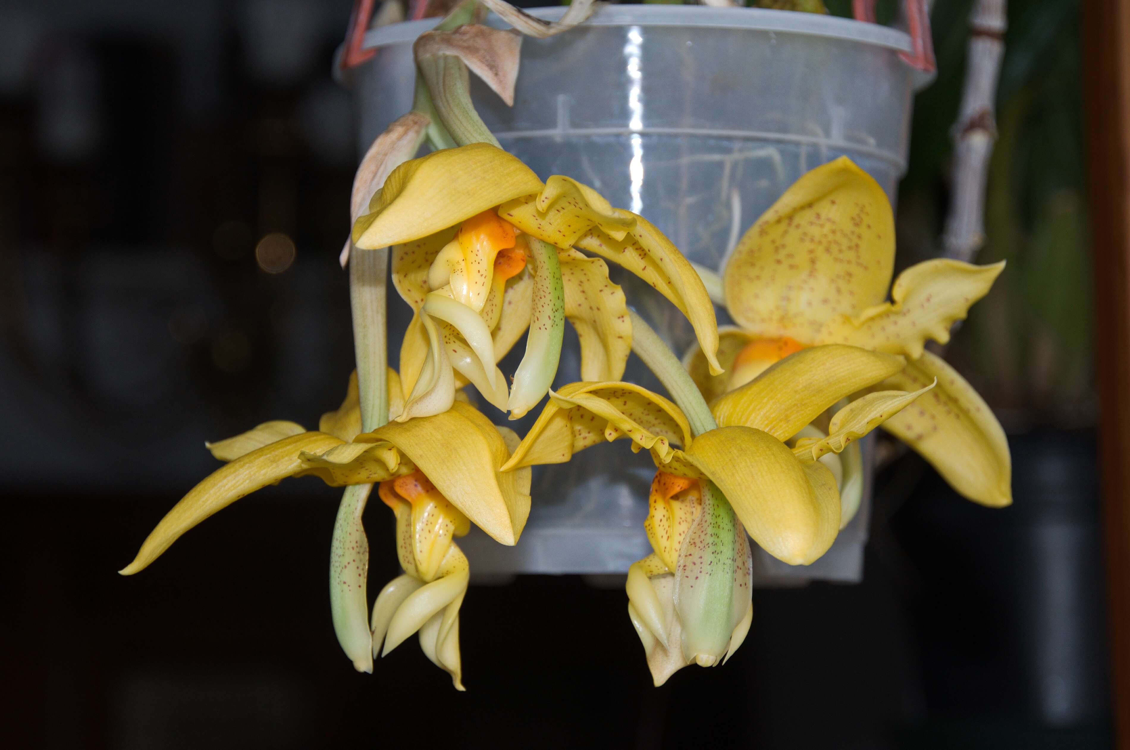 Image of Stanhopea graveolens Lindl.