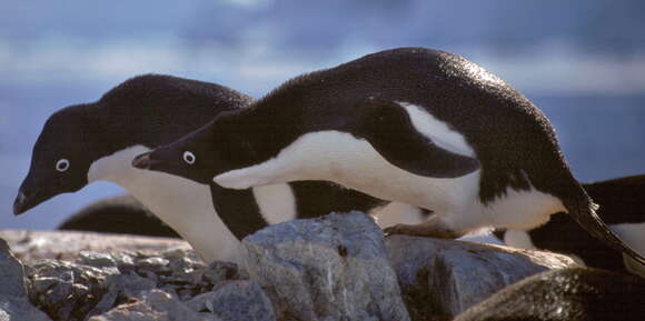 Image of Adelie Penguin