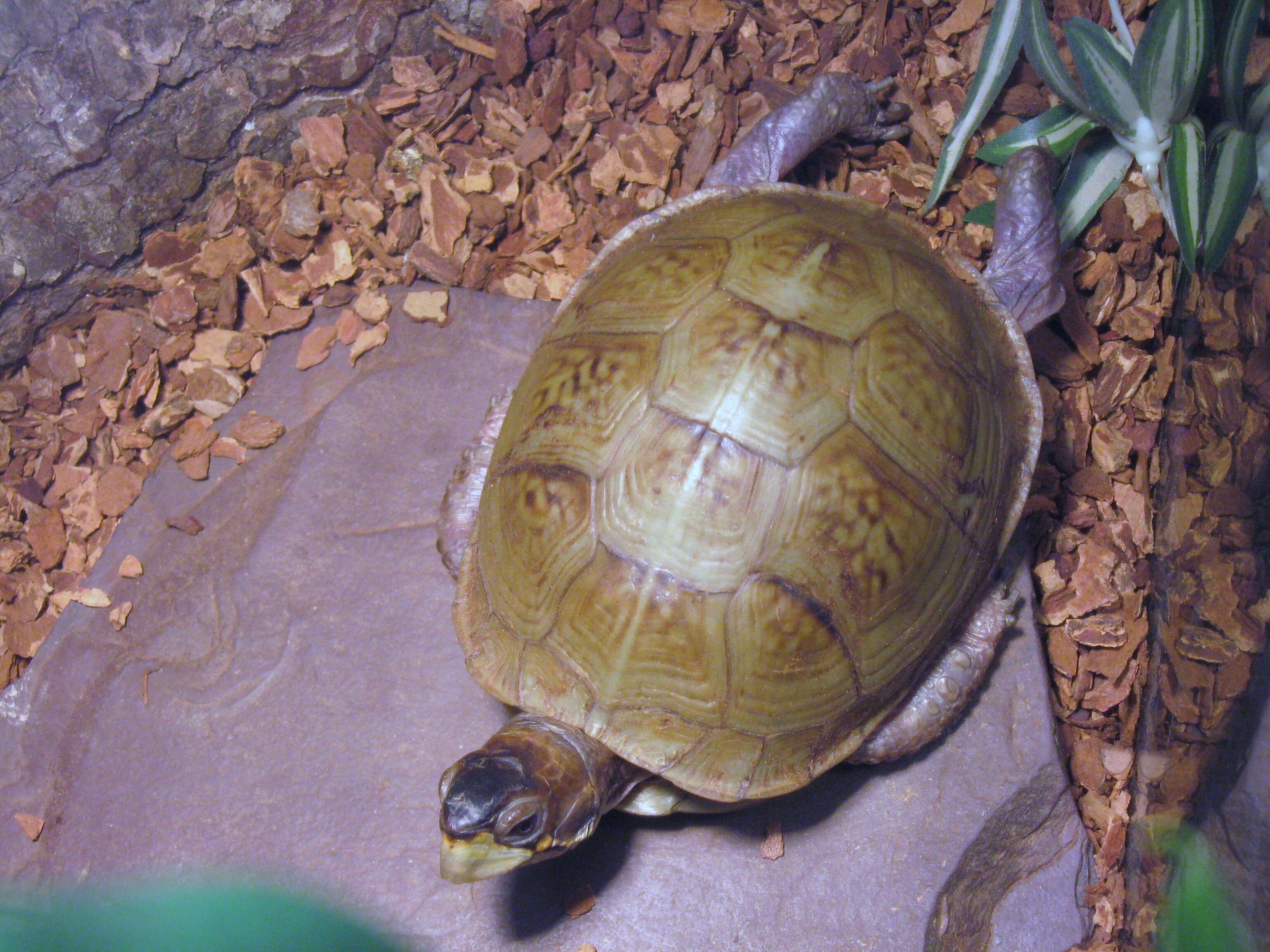 Image of Mexican box turtle