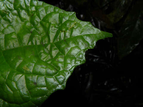 Image of Dorstenia choconiana S. Wats.