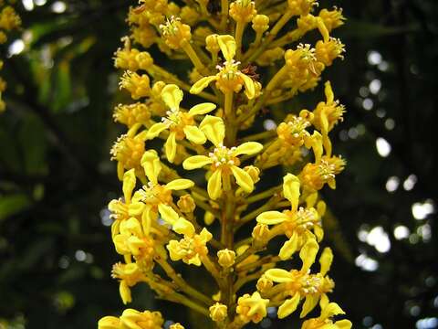 Image of Lophanthera lactescens Ducke