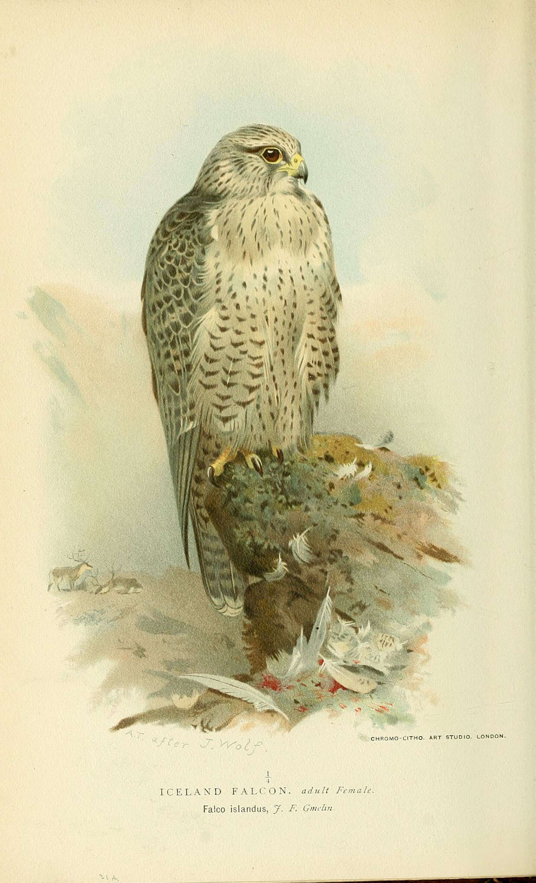 Image of Gyr Falcon