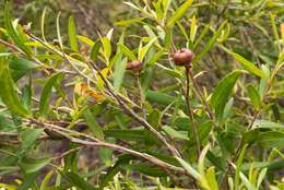 Sivun Leptospermum morrisonii J. Thompson kuva